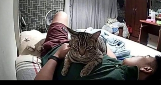 Kedisini izlemek iin