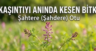 Ka��nt�y� Kesen Bitki