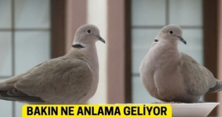 Balkona Kumru Konmas�