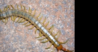 evinizde bir k�rkayak bulursan�z