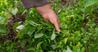 D�nyan�n en sa�l�kl� bitkisi