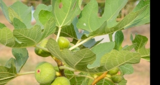 Doğadaki en güçlü doğal insülin