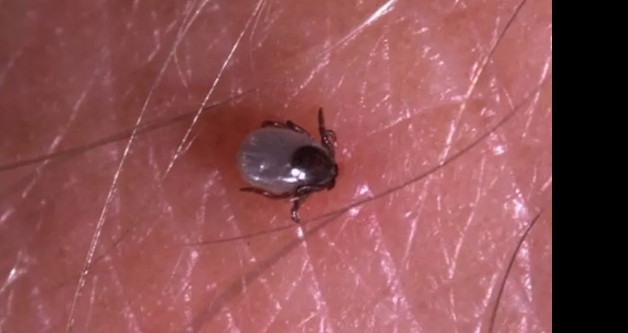 Mays ayndan bu yana artt