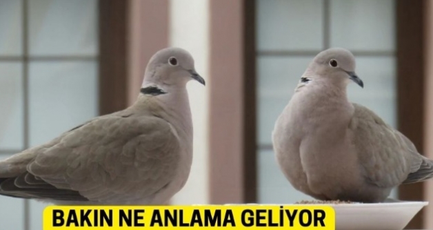 Balkona Kumru Konmas�