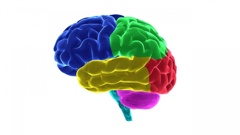 Alzheimer hastaln nlemek iin beyninizi kullann