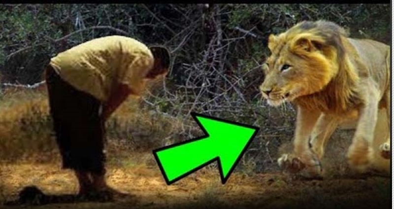 Aslan ve Namaz Klan